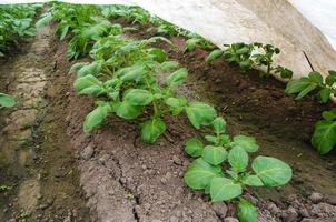 hileras de arbustos jóvenes plantación de patatas. ganadería y agricultura. agroindustria agroindustria. cultivo de hortalizas de alimentos. cultivo de papas en túneles de envoltura de plástico a principios de la primavera. efecto invernadero foto