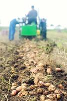 Dug out potatoes on the background of a digger tractor with farm workers. Extract root vegetables to surface. Farming and farmland. End of autumn harvest campaign. Fresh organic vegetables photo