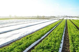 Potato plantation farm fields on a sunny day. Agriculture, growing food vegetables. Use of spunbond agrofibre technology to protect crop from cold weather. Farm loans, subsidies. Financial help. photo