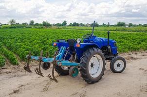 tractor azul con un arado cultivador y el campo verde de la plantación de pimienta búlgara en el fondo. ganadería, agricultura. maquinaria y equipo agrícola, trabajo en la finca. cosecha foto