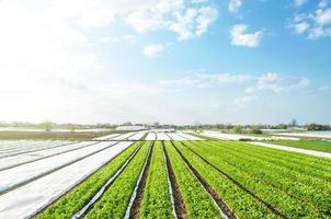 campos de plantación de patatas de granja en un día soleado. agricultura agroindustria. cultivo de alimentos vegetales. sector agrícola de la economía. utilice la tecnología de agrofibra spunbond para proteger los cultivos del clima frío foto