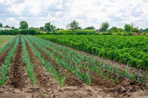 A field of young green leek plantations. Growing vegetables on the farm, harvesting for sale. Cultivation and care for plantation. Improving efficiency of crop. Agribusiness and farming. Countryside. photo