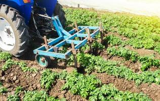 El tractor ara afloja la tierra de una plantación de papa joven variedad riviera. Eliminación de malas hierbas y mejor acceso de aire a las raíces de las plantas. cultivo de un campo de cultivo agrícola. arar la tierra foto