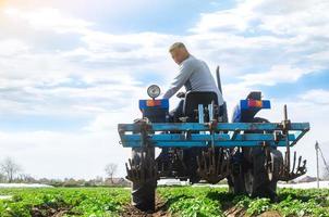 A farmer rides a tractor across the field and looks back. Agricultural farm field cultivation. Young potato bushes plantation. Loosening soil to improve air access to the roots of plants. photo