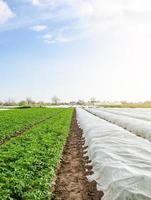Rows of potato bushes on a plantation under agrofibre and open air. Hardening of plants in late spring. Greenhouse effect for protection. Agroindustry, farming. Growing crops in a colder early season. photo