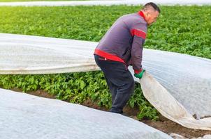 A man removes agrofibre from potato plants. Greenhouse effect for protection. Agroindustry, farming. Growing crops in a colder early season. Crop protection from low temperatures and wind. photo