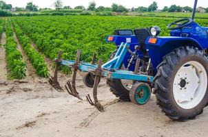 tractor azul con un arado cultivador y el campo verde de la plantación de pimienta búlgara en el fondo. ganadería, agricultura. maquinaria y equipo agrícola, trabajo en la finca. cosecha foto