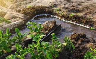Furrow irrigation of potato plantations. Transition to more efficient irrigation technologies, saving water resources. Agriculture industry. Farming agronomy and horticulture. Heavy watering photo