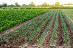 A field of young green leek plantations. Growing vegetables on the farm, harvesting for sale. Agribusiness and farming. Countryside. Cultivation and care for plantation. Improving efficiency of crop. photo