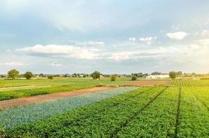 Wonderful views of European farmland fields. Agroindustry and agribusiness. Aerial view of a beautiful countryside landscape. Organic farming. Growing and production of agricultural food products. photo