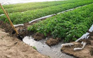 Furrow irrigation of potato plantations. Irrigation system to a farm field. Agriculture industry. Clean water resources in farming. Growing crops in arid regions. Agronomy and horticulture photo