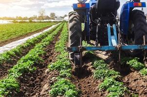 Tractor plows loosens the land of a plantation of a young Riviera variety potato. Weed removal and improved air access to plant roots. Cultivation of an agricultural crop field. Plowing land photo