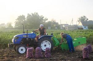 kherson oblast ucrania 19 de septiembre de 2020 trabajadores agrícolas en un tractor desentierran papas. cosecha de papas en la plantación, clasificación y empaque en bolsas de malla. ganadería y agricultura foto