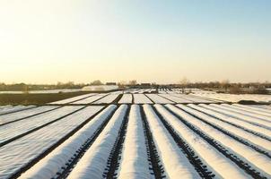 campos de plantaciones de agricultores cubiertos con agrofibra spunbond. tecnología agrícola. protección de los cultivos de los cambios bruscos de temperatura y los efectos atmosféricos. rápido crecimiento de los cultivos, efecto invernadero. foto