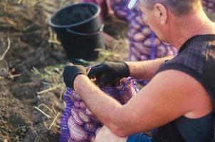 The farmer rolls up the filled mesh bag of potatoes. Harvesting potatoes on farm plantation. Farming. Countryside farmland. Growing, collecting, sorting and selling vegetables. Preparing food supplies photo