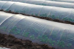 Potato bushes on a farm plantation hidden under an agricultural plastic film tunnel rows. Growing food, protecting plants from frost and wind. Create a greenhouse effect. Climate control on farm field photo