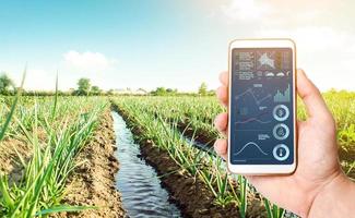 una mano con un teléfono y un paisaje de plantación de cebolla de puerro. agroindustria. conservación de los recursos hídricos y reducción de la contaminación. cuidar las plantas, cultivar alimentos. altas tecnologías en la agricultura. foto