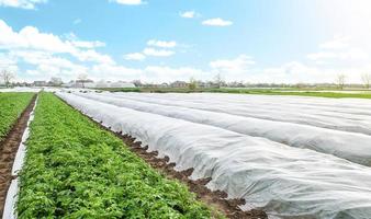Potato plantation covered with agrofibre. Opening of young potato bushes as it warms. Hardening of plants in late spring. Greenhouse effect for care and protection. Agroindustry, farming photo