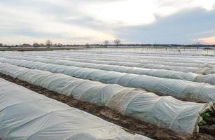 Tunnel rows of a potato plantation covered with a plastic film membrane. Protecting from frost and wind. Create a greenhouse effect. Climate control. New materials and technologies in agro industry. photo