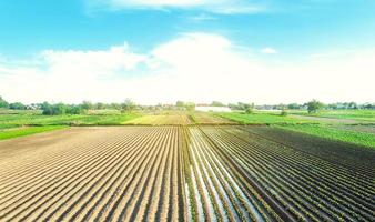 Farm field is planted with agricultural plants. Growing and producing food. Rural countryside. Watering the crop. Agro industry, agribusiness. Farming, european farmland. Traditional irrigation system photo
