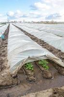 Water flows through canals into a greenhouse tunnel with a plantation of potato bushes. Growing crops in early spring using greenhouses. Agriculture industry. Farming irrigation system. photo