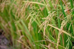 Closeup of rice in rice fields in Asia, Thailand photo