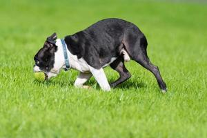 bulldog plays on the grass photo