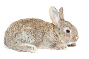 rabbit on a white background photo