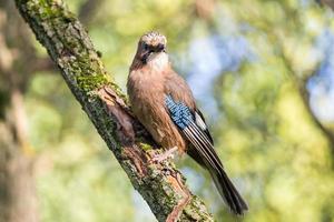 garrulus glandarius en una rama foto