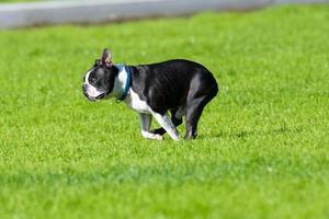 bulldog plays on the grass photo