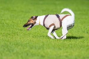 running dog on grass photo