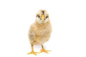 Chicken on white background photo