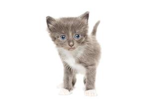 kitten on a white background photo