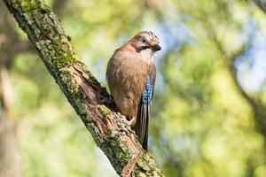 Garrulus glandarius on a branch photo