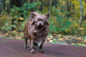 Little dog lying on the grass photo