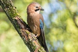 garrulus glandarius en una rama foto