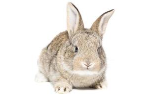 rabbit on a white background photo