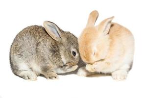 rabbit on a white background photo