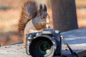 Squirrel photographs on the camera photo