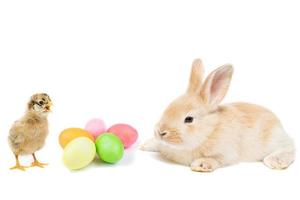 rabbit chicken egg white background photo