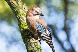 garrulus glandarius en una rama foto