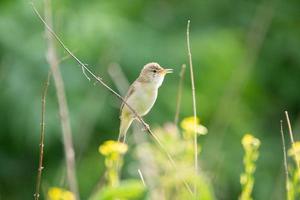 reed on a branch photo