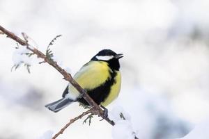 el parque de aves en invierno foto