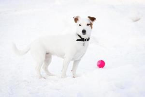 Jack Russell Terrier foto