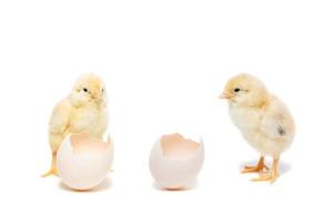 chicken egg on white background photo