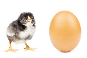 huevo de gallina sobre fondo blanco foto