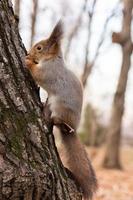 Squirrel in the autumn park photo