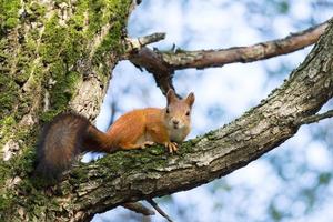 squirrel on a branch photo