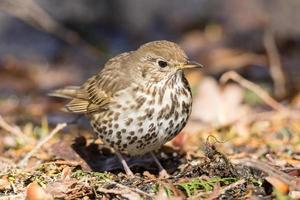 song thrush on the ground photo