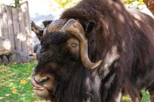 musk ox in the meadow photo